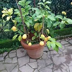 Carla Apartman *